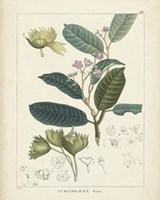 Vintage Verdure II Framed Print