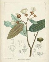 Vintage Verdure III Framed Print