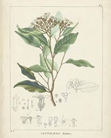 Vintage Verdure IV Framed Print