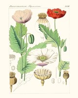 Bright Botanicals II Framed Print