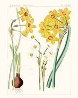 Bright Botanicals III Framed Print