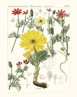 Bright Botanicals IV Framed Print