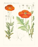 Bright Botanicals VI Framed Print