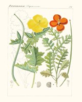 Bright Botanicals VII Fine Art Print