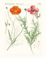 Bright Botanicals IX Framed Print