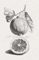 Antique Lemons & Oranges IV Fine Art Print