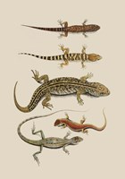 Antique Lizards III Fine Art Print