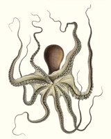 Antique Octopus Collection I Framed Print