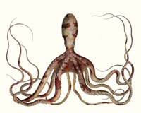 Antique Octopus Collection II Fine Art Print
