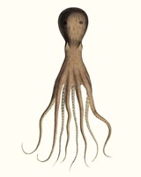 Antique Octopus Collection III Fine Art Print