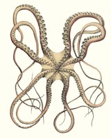 Antique Octopus Collection IV Fine Art Print