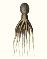 Antique Octopus Collection V Fine Art Print