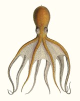 Antique Octopus Collection VI Fine Art Print
