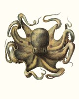 Antique Octopus Collection VII Fine Art Print