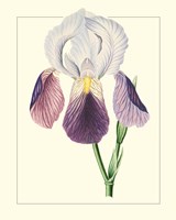 Purple Irises I Fine Art Print