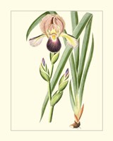 Purple Irises IV Framed Print