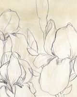 Iris Garden Sketch I Framed Print