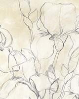 Iris Garden Sketch II Fine Art Print