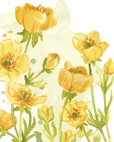 Sunshine Meadow II Fine Art Print