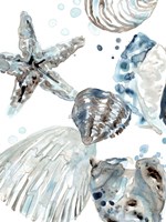 Cerulean Seashells II Framed Print