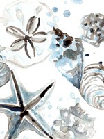 Cerulean Seashells IV Framed Print