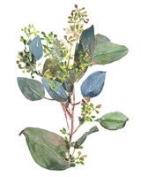 Seeded Eucalyptus I Fine Art Print