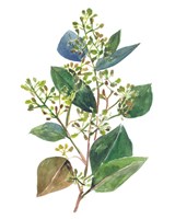 Seeded Eucalyptus II Fine Art Print