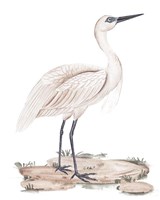 A White Heron II Framed Print