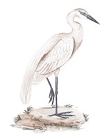 A White Heron IV Fine Art Print