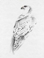 Gyrfalcon I Fine Art Print