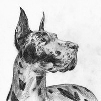 Great Dane Portrait II Fine Art Print