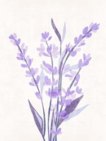 Lavender Land II Framed Print