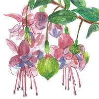 Fuchsias I Framed Print