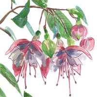 Fuchsias II Framed Print