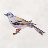 Bird Sketch II Framed Print