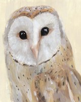 Common Barn Owl I Fine Art Print