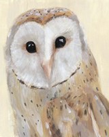 Common Barn Owl I Framed Print