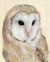 Common Barn Owl II Framed Print