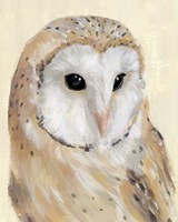 Common Barn Owl II Fine Art Print