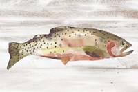 Spotted Trout II Framed Print