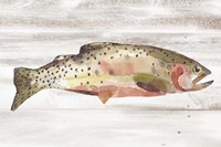 Spotted Trout II Fine Art Print