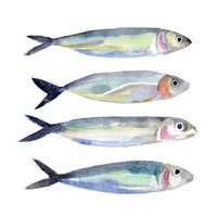 Sardine Team I Fine Art Print