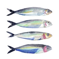 Sardine Team II Fine Art Print