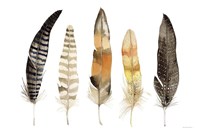Natural Feathers Fine Art Print