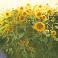 Sunflower Field Fine Art Print