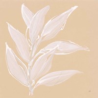 Leaf Study II Fine Art Print