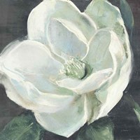 Magnolia III Sage Fine Art Print