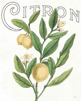 Classic Citrus V Light Fine Art Print