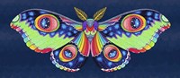 Midnight Rainbow Moth Fine Art Print
