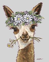 Alpaca Rosie Daisies Fine Art Print